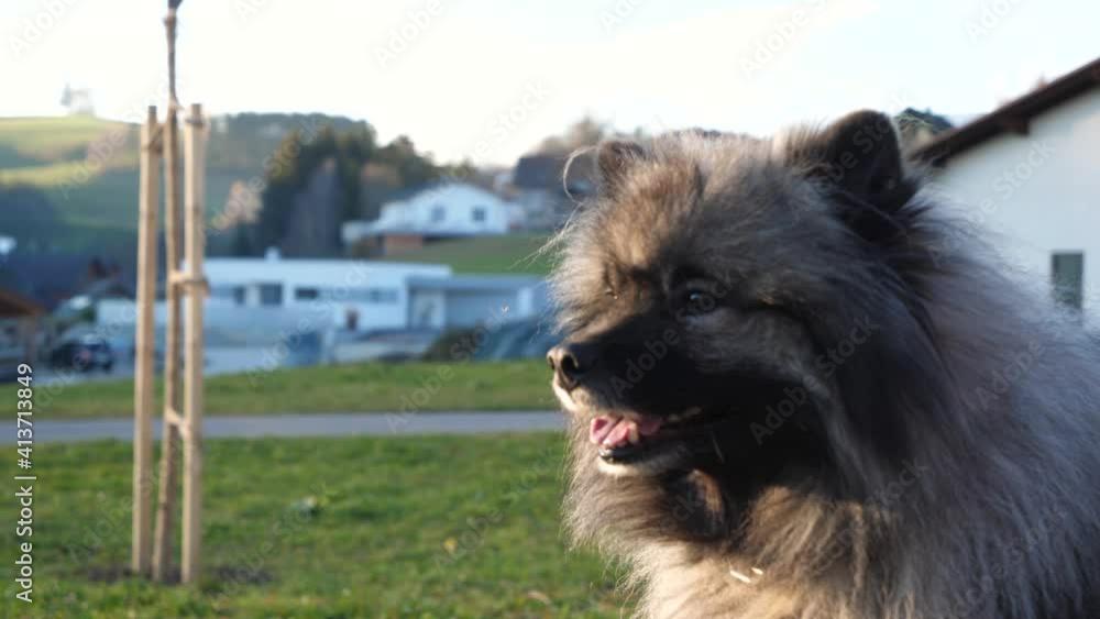 a happy keeshond dog with beautiful eyes is sitting on a green meadow and turns his head to the left and looks into the camera. the sun is shining and visible breath comes out of his snout. a happy keeshond dog with beautiful eyes is sitting on a green meadow and turns his head to the left and looks into the camera. the sun is shining and visible breath comes out of his snout.