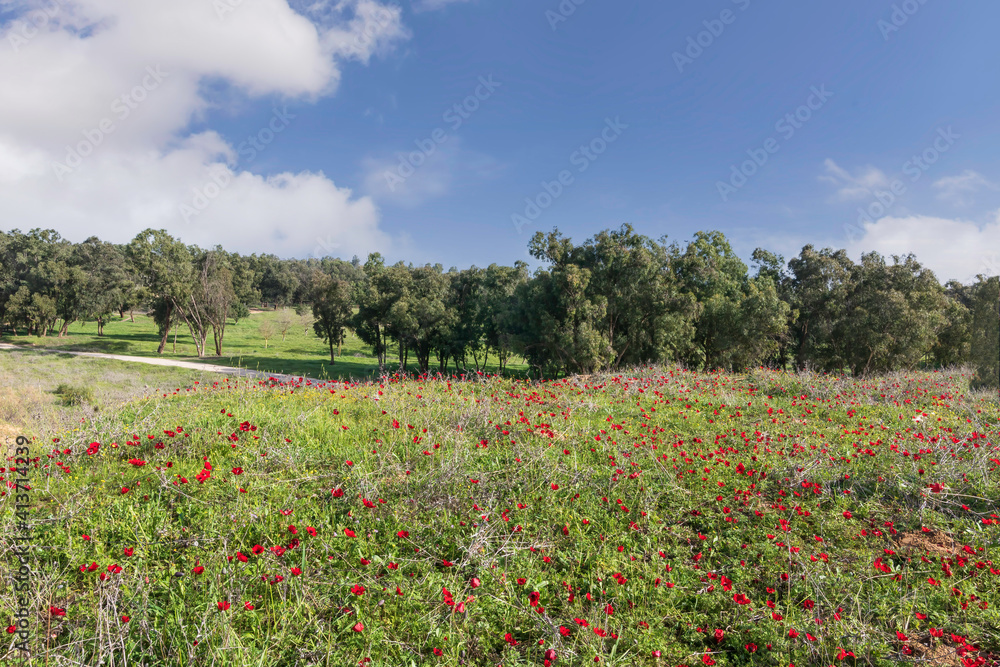Fields of blooming red anemones on a background of trees.
