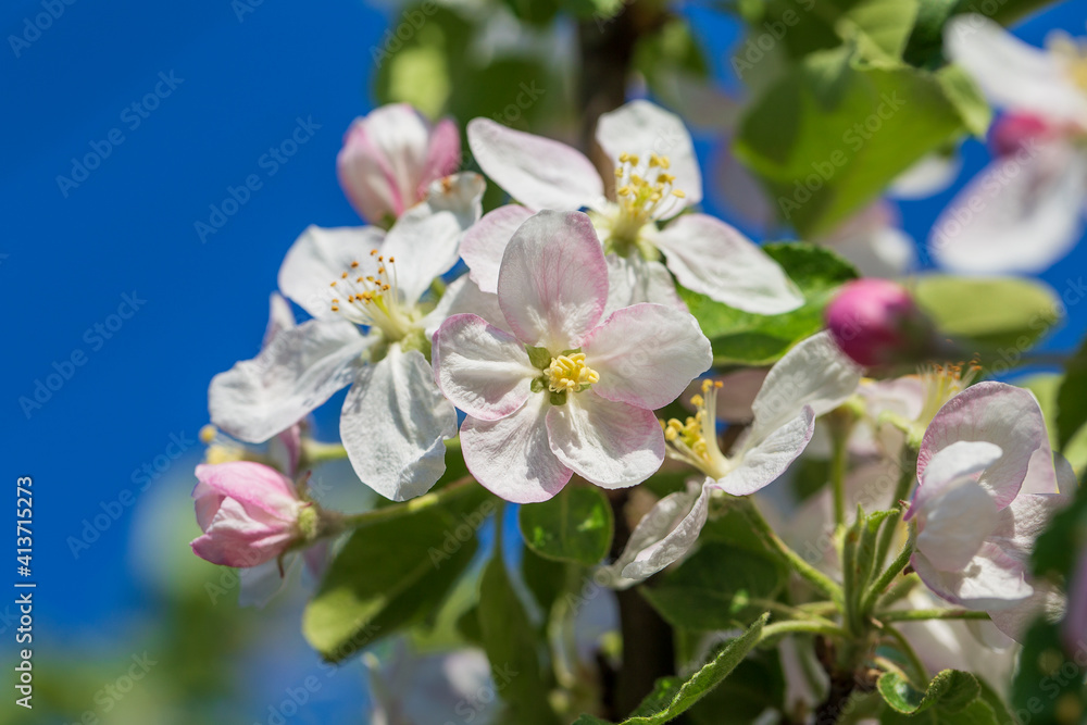 Branches of a blossoming apple tree against the blue sky Branches of a blossoming apple tree against the blue sky