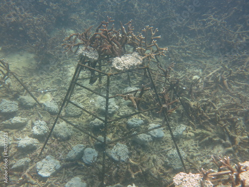 The coral frame with artificial live rock and coral fragment in coral reef photo