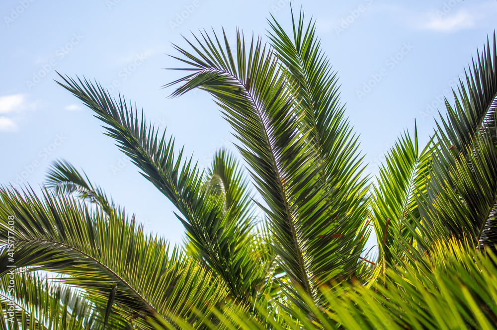 Palm leaves against the sky.