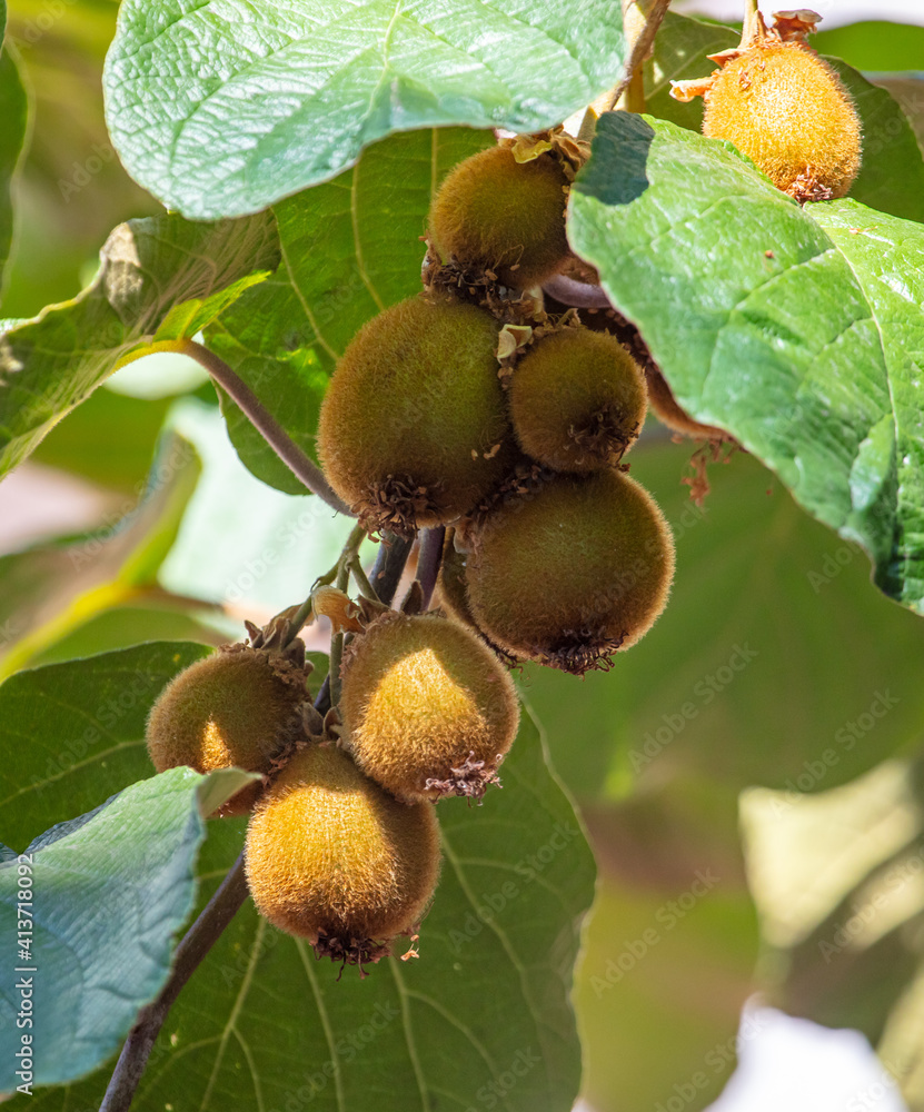 Kiwi fruits grow on a plant Kiwi fruits grow on a plant