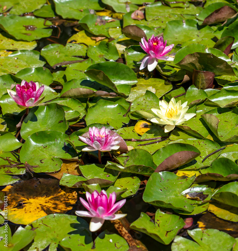 Water lily flowers on a pond