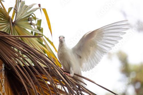 White dove on a palm tree. photo