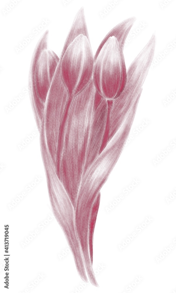 Linear drawing of a bouquet of three tulips Linear drawing of a bouquet of three tulips