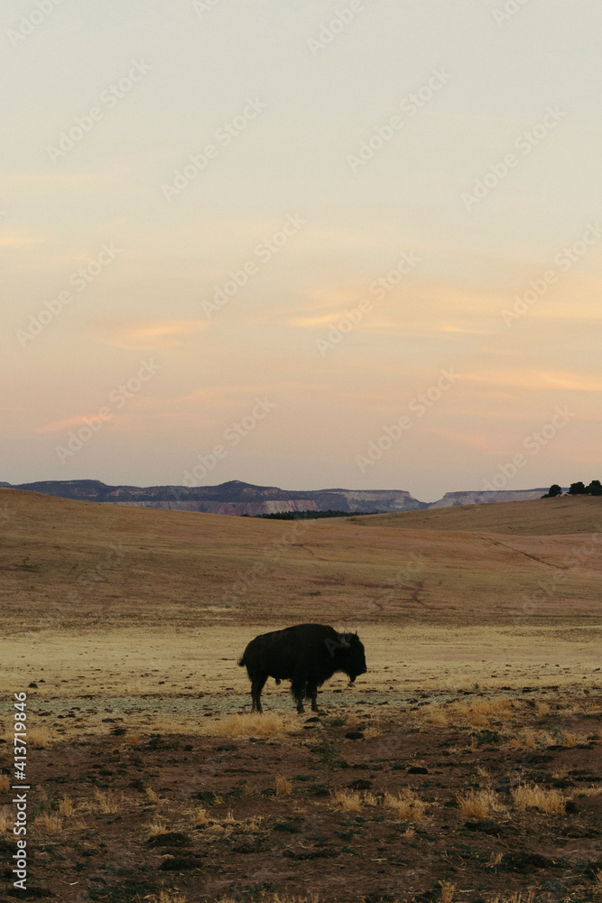 American bison standing on field against sky during sunset American bison standing on field against sky during sunset