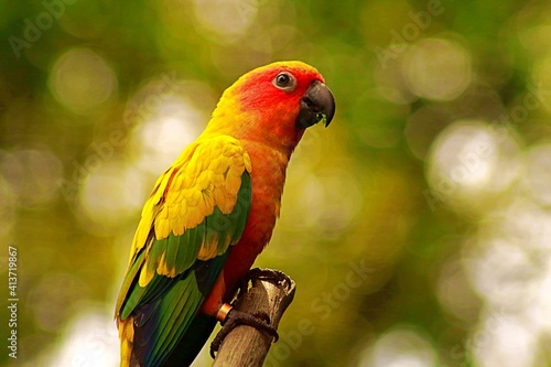 sun conure bird shot from the side