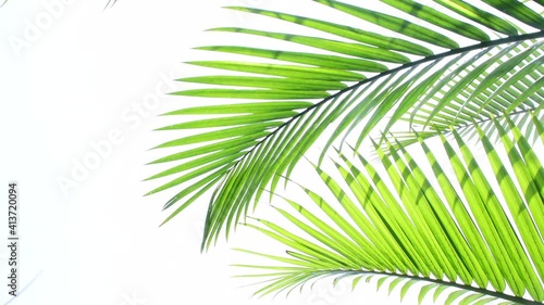 tropical palm leaf swaying in the wind and white sky background