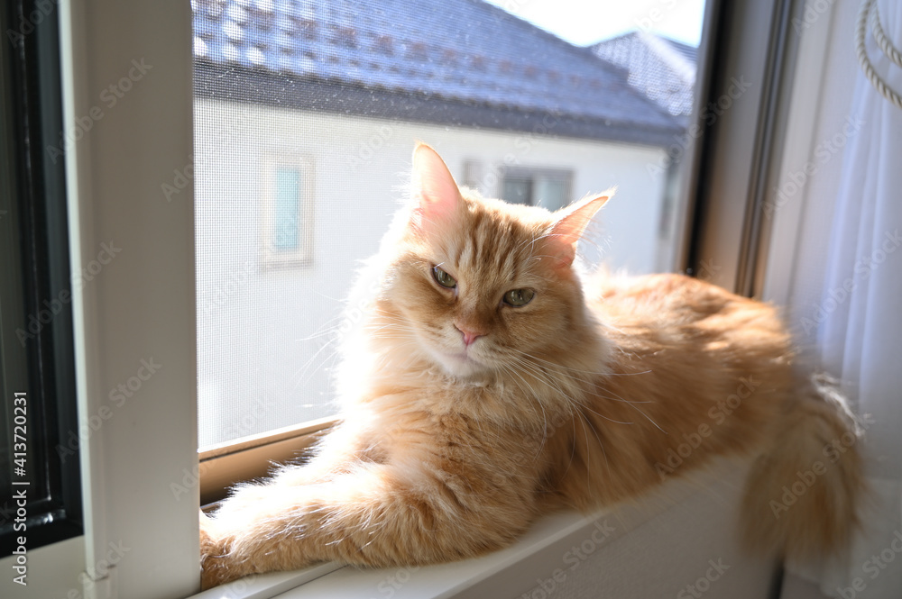 窓から外を見る猫（マンチカン）