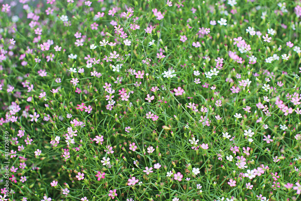 Gypsophila flowers are in full bloom., Various colors of gypsophila flowers are in full bloom., Photos from the flower garden. Gypsophila flowers are in full bloom., Various colors of gypsophila flowers are in full bloom., Photos from the flower garden.