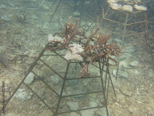 The coral frame with artificial live rock and coral fragment in coral reef photo