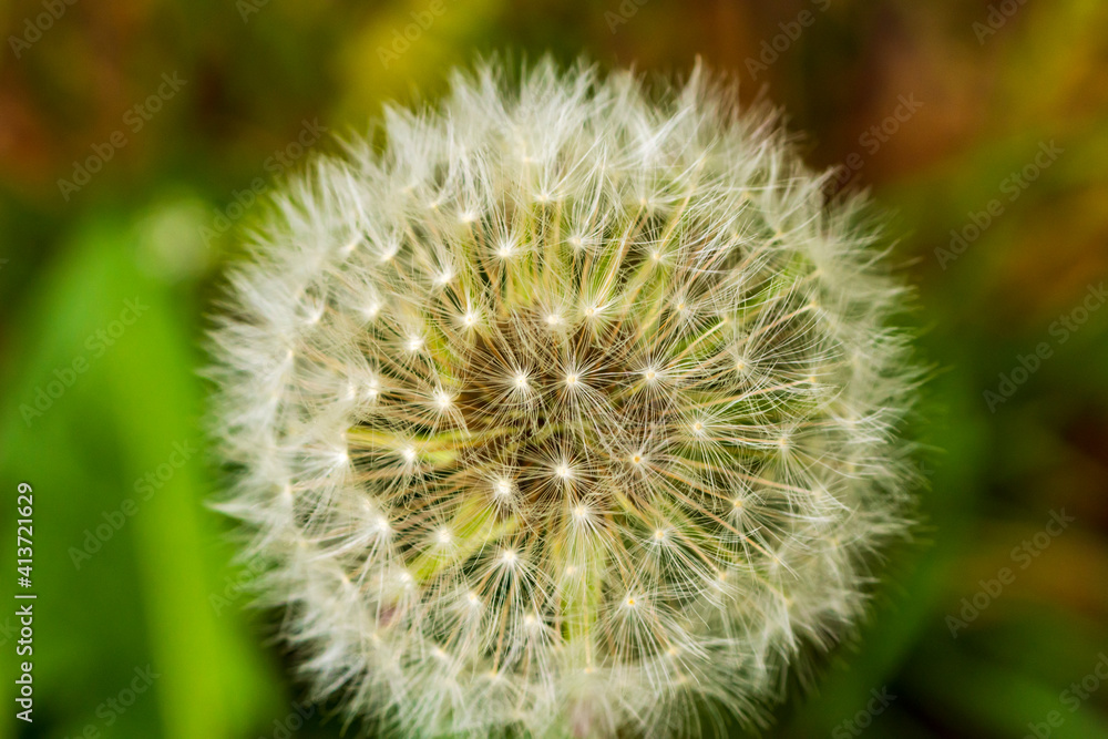 Fototapeta premium Ein Löwenzahn im Sommer ist verblüht