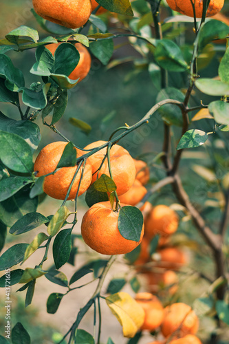 Juicy ripe oranges growing in plant. Shot inside a plant nursery in West Bengal, India.