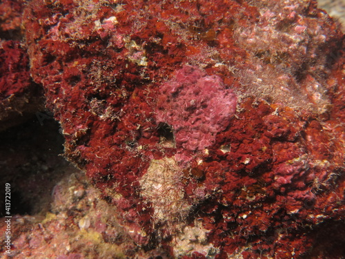 фотографія The coralline algae attached on rock at sea bottom