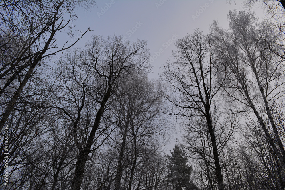 Picturesque winter scene in forest with trees on the background of sky Picturesque winter scene in forest with trees on the background of sky
