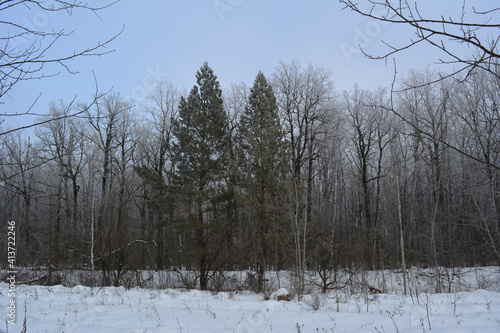Mixed forest with pines and deciduous trees in winter