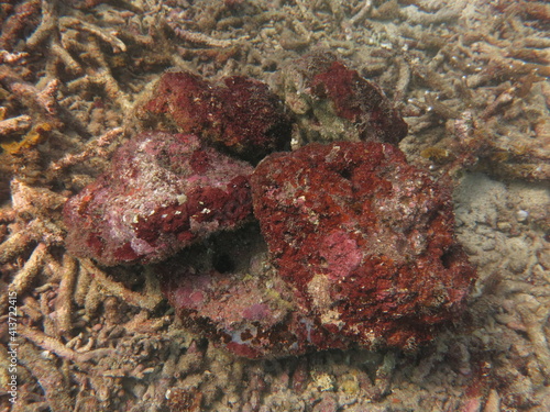The coralline algae attached on rock at sea bottom