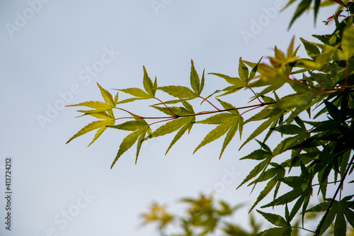 風景素材 鮮やかな青紅葉