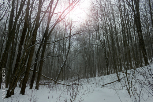 dense forest in winter during snowfall in Kharkiv, Ukraine