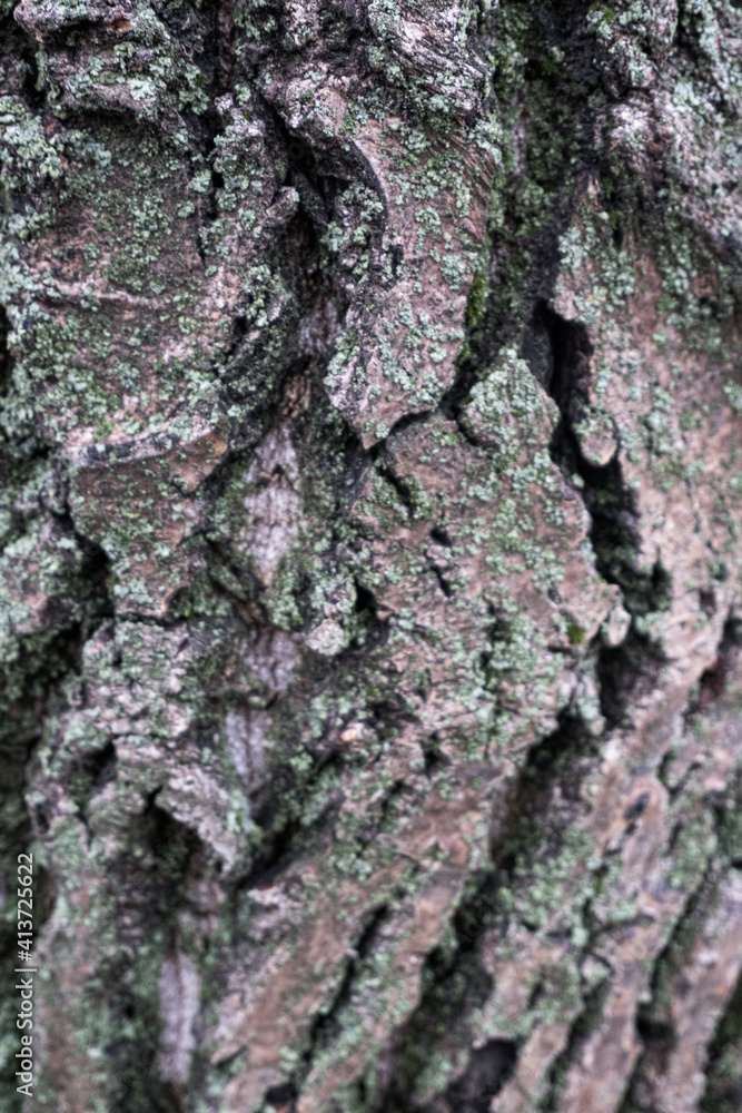 lichen on bark texture lichen on bark texture