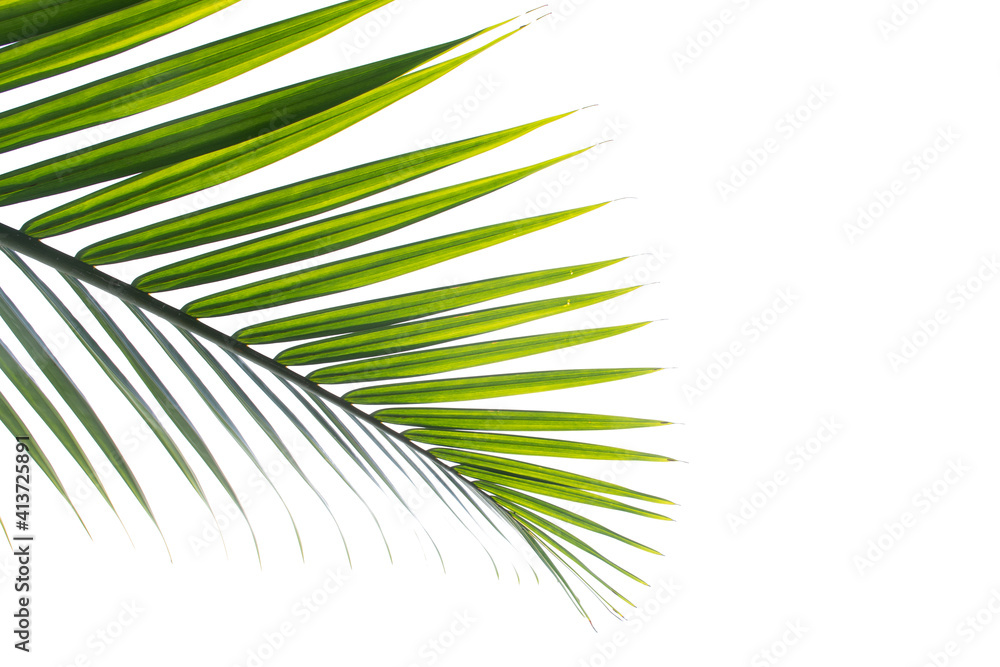 Obraz premium palm leaf isolated on white background