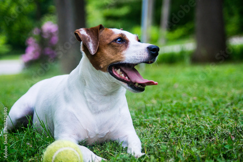 Dog panting while sitting by ball on grassy field
