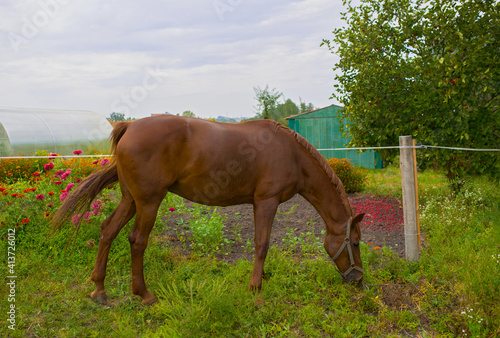 Red horse eating green grass on a field near by house and trees outdoors in the summer countryside