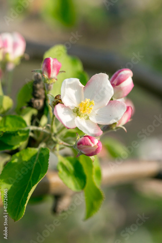 A blooming branch of an apple tree on a sunny spring day