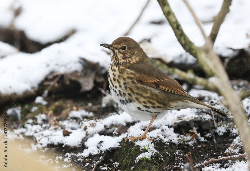 A Song Thrush, Turdus philomelos, searching for food on the ground under the snow and decaying leaves in woodland in the UK. A Song Thrush, Turdus philomelos, searching for food on the ground under the snow and decaying leaves in woodland in the UK.