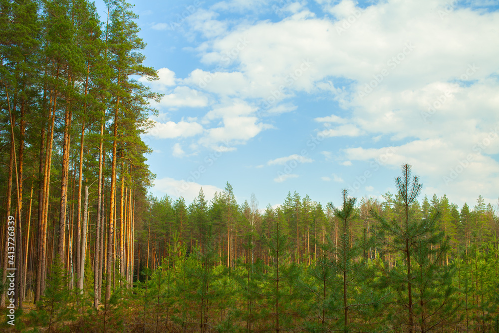 A young forest grows on the site of an old felling area. A young forest grows on the site of an old felling area.