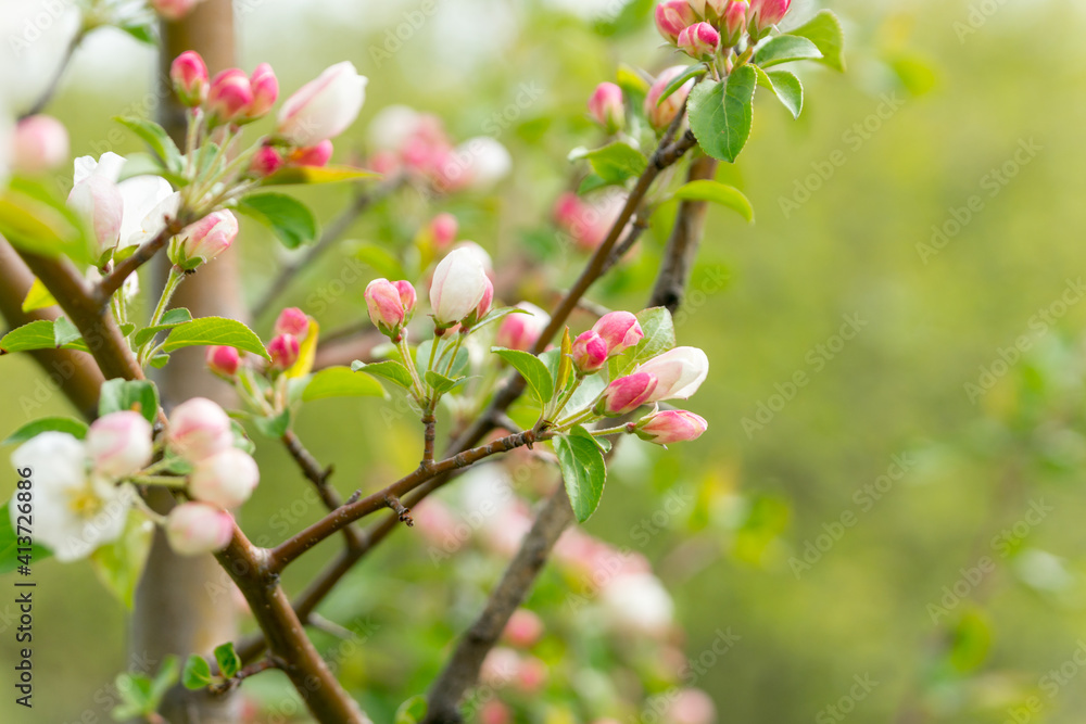 A blooming branch of an apple tree on a sunny spring day