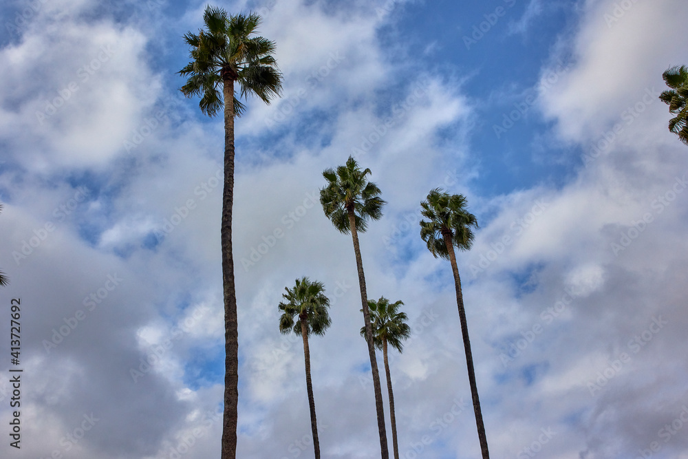 Warm's-eye view of some palm trees in cloudy sky background