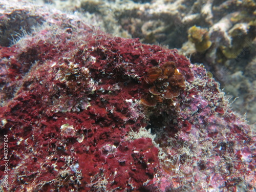Foto The coralline algae attached on rock at sea bottom