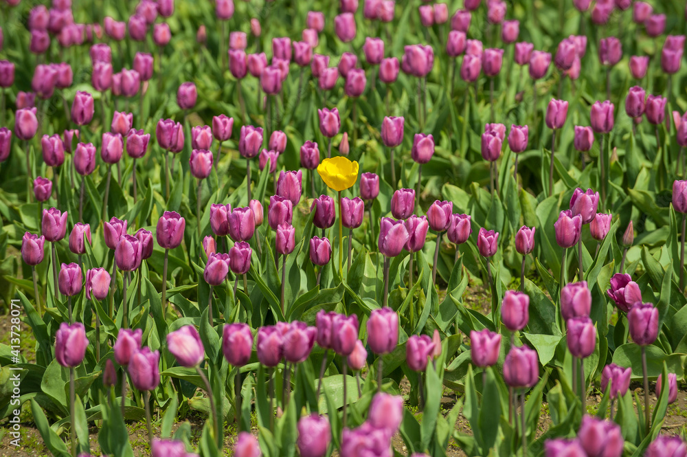 High angle view of flowers growing on field High angle view of flowers growing on field