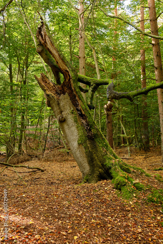 Lichtstimmung im Darßer Urwald und am Darßer Weststrand, Nationalpark Vorpommersche Boddenlandschaft, Mecklenburg Vorpommern, Deutschland photo