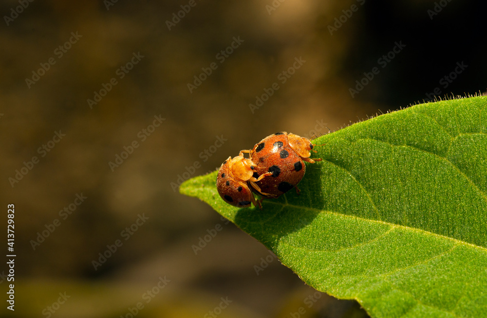 Naklejka premium A couple of ladybugs mating on a sunny morning
