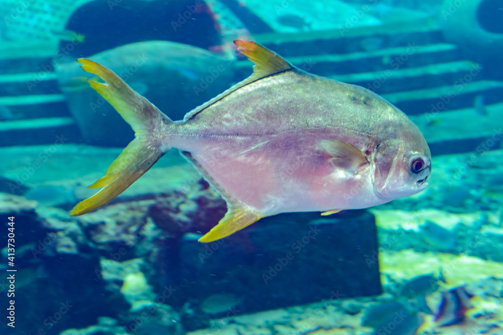 Trachinotus blochii or snubnose pompano in Atlantis, Sanya, Hainan, China.. Pompanos are marine fishes in the genus Trachinotus in the family Carangidae (better known as Trachinotus blochii or snubnose pompano in Atlantis, Sanya, Hainan, China.. Pompanos are marine fishes in the genus Trachinotus in the family Carangidae (better known as