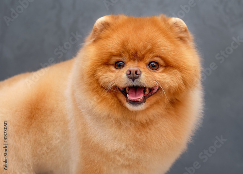 Portrait of a German Pomeranian in the studio on a gray background