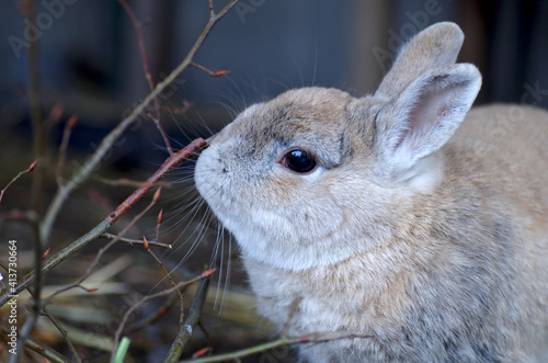 porträt von einem kaninchen, das an zweigen nagt
