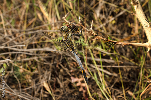 Dragonflies Macro photography in the countryside of Sardinia Italy, Particular, Details