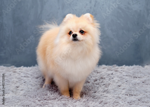 German Spitz on a gray background standing on a mat © Ihar