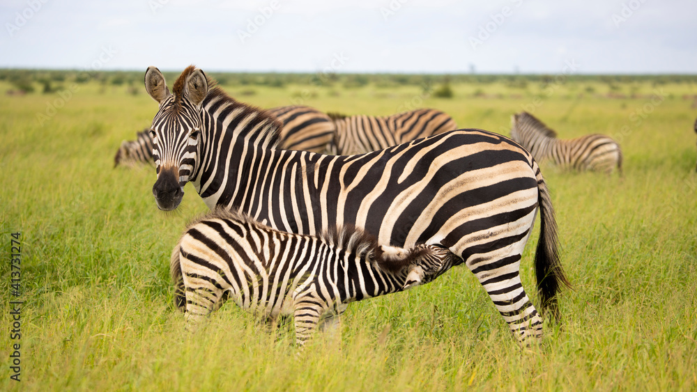 Obraz premium zebra mother and baby