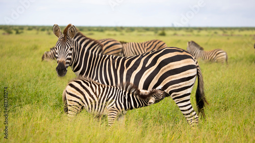 zebra mother and baby © Jurgens