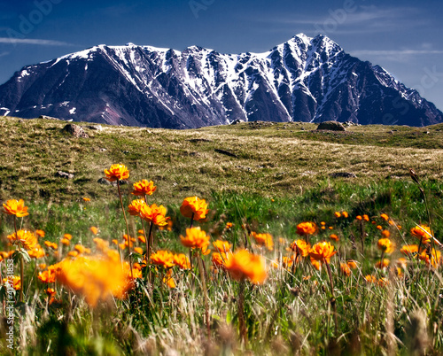 Flowers in the Kharkhiraa mountains