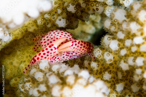 Close-up of trapezia rufopunctata amidst corals in sea photo