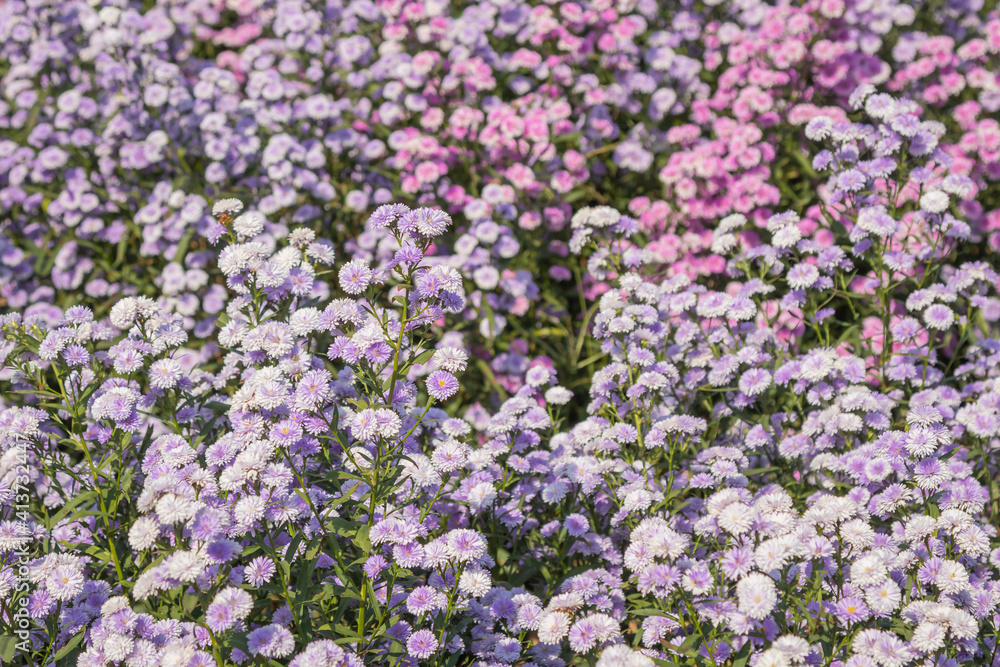 Beautiful margaret flowers blooming in the garden.