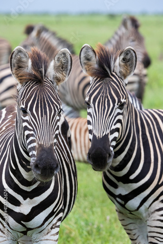 pair of zebra