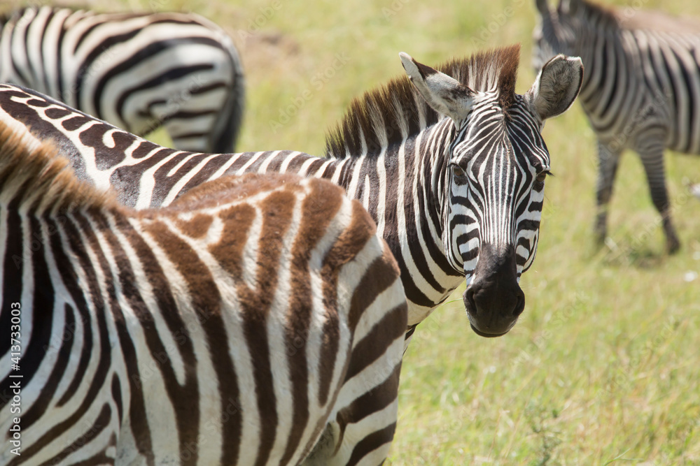 Zebras on field at Serengeti National Park Zebras on field at Serengeti National Park
