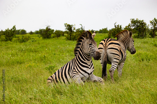 zebra in the grass