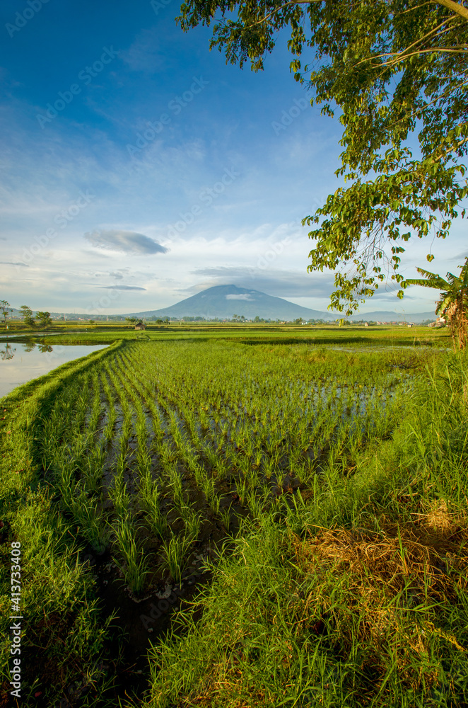 Naklejka premium field and blue sky